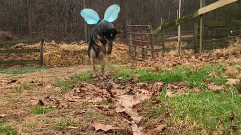 Doggy Wearing Wings Plays With Water