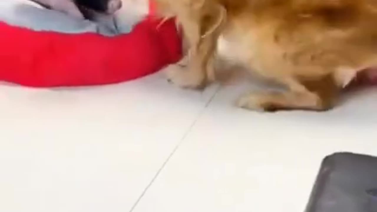 Viral clip