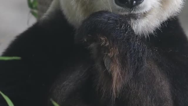 giant panda