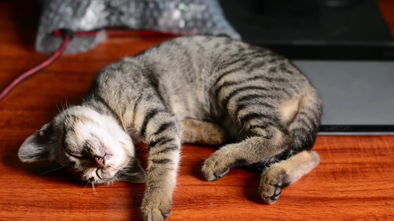 Adorable Feline Fun: Playful Cats Show Off Their Purrfect Skills.