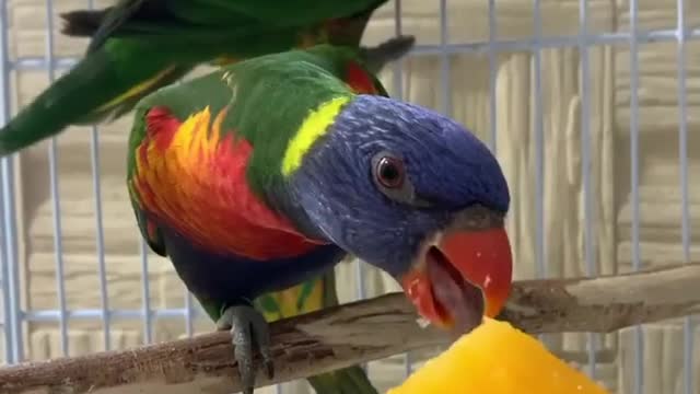 Parrot birds eat orange