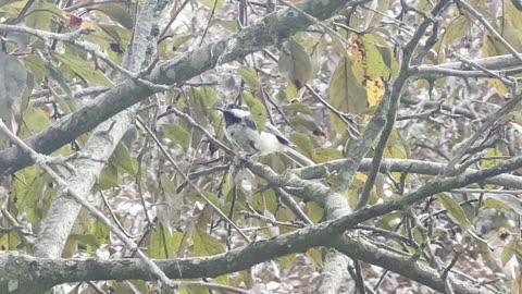 Chickadee the carnivorous? Wow