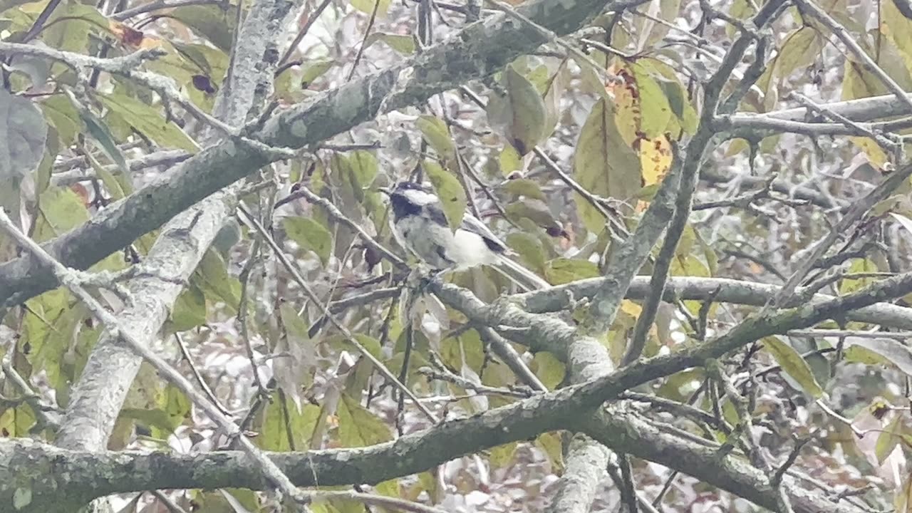 Chickadee the carnivorous? Wow