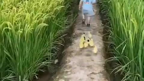 Cute Baby with Cute Chicks #shorts #shortsvideo #viral #video