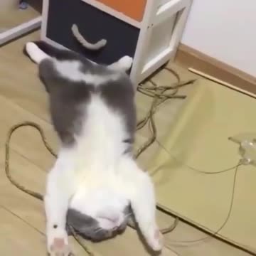 Pets, cats, dogs, and much more.