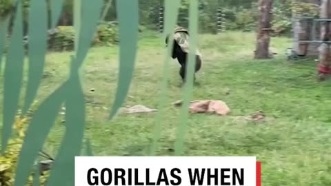 😂 silly Monkeys ran from the rain #gorrillas#view#funny