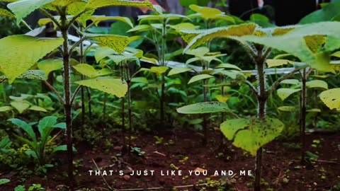 Korea perilla leaves
