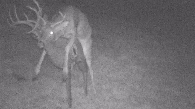 Deer Learns What It Means to be Catfished