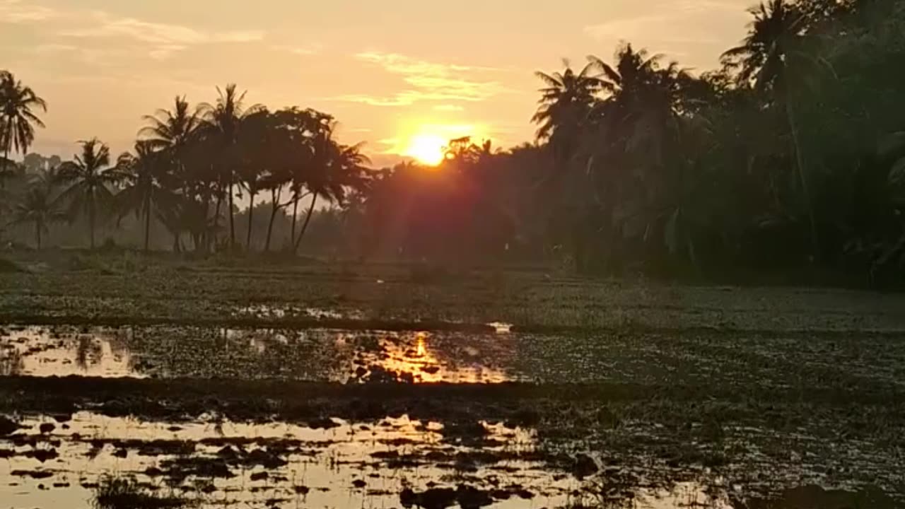 Serene Sunrise with a Symphony of Birds