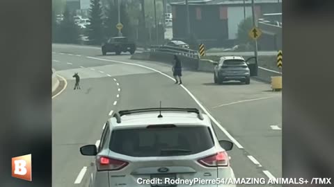 Traffic on a busy road in Prince George, Canada, came to a standstill