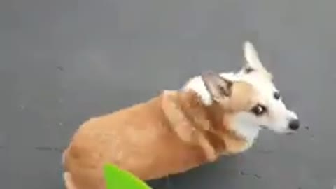 Corgi doesnt like being groomed