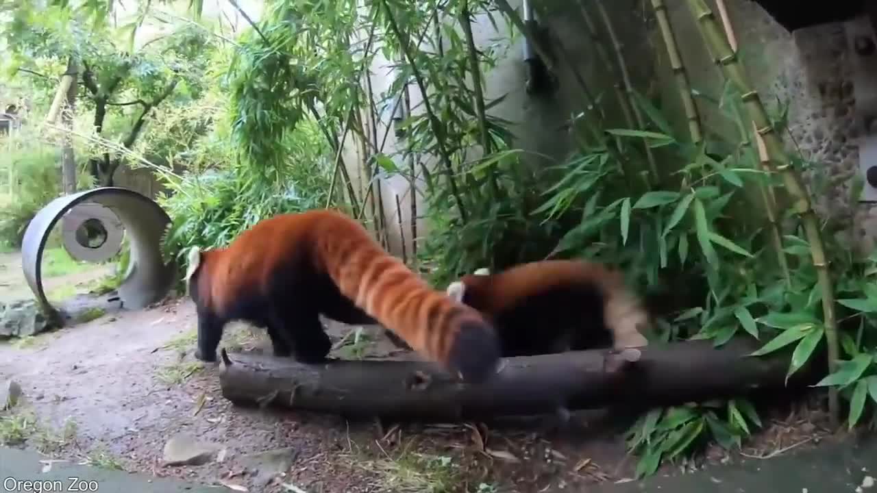 Cute Raccoon