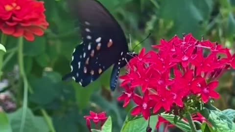 Colurful Butterfly # 1 _রঙিন প্রজাপতি # 1