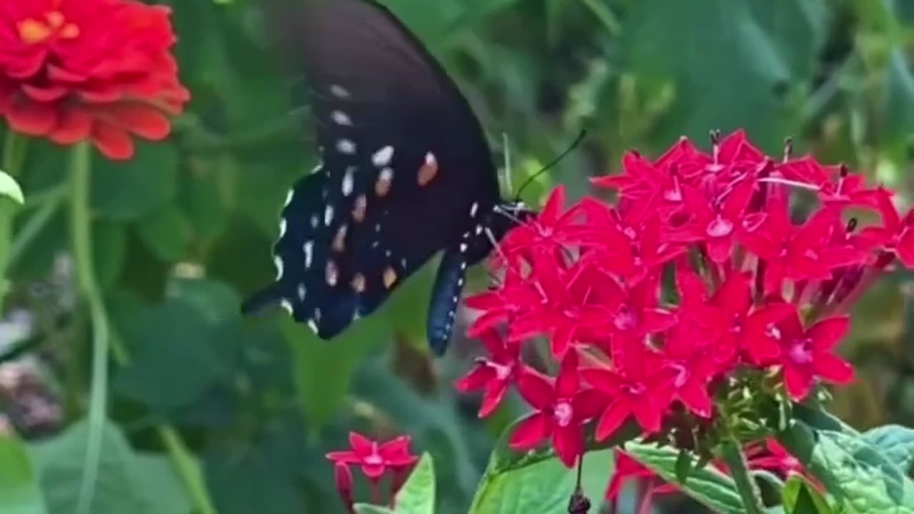 Colurful Butterfly # 1 _রঙিন প্রজাপতি # 1