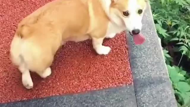 Funny Dog