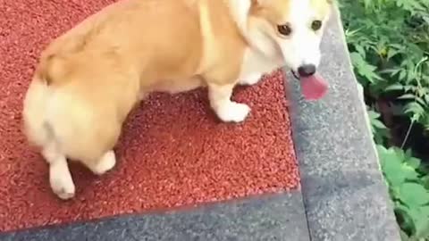 Funny Dog