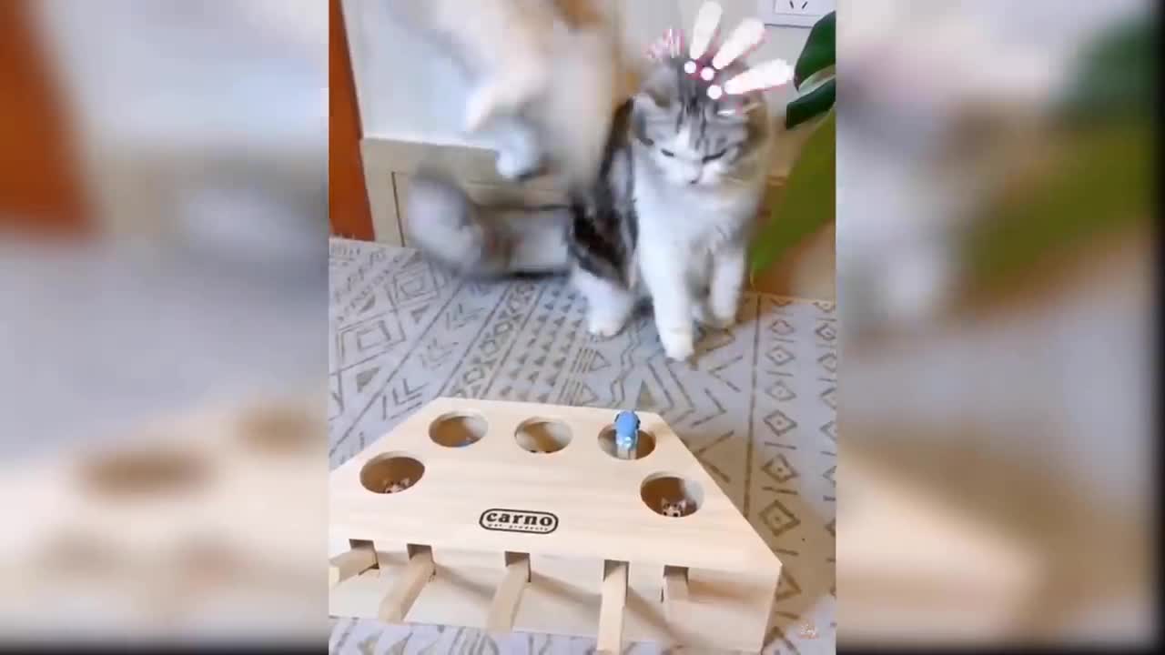 Cat funny video