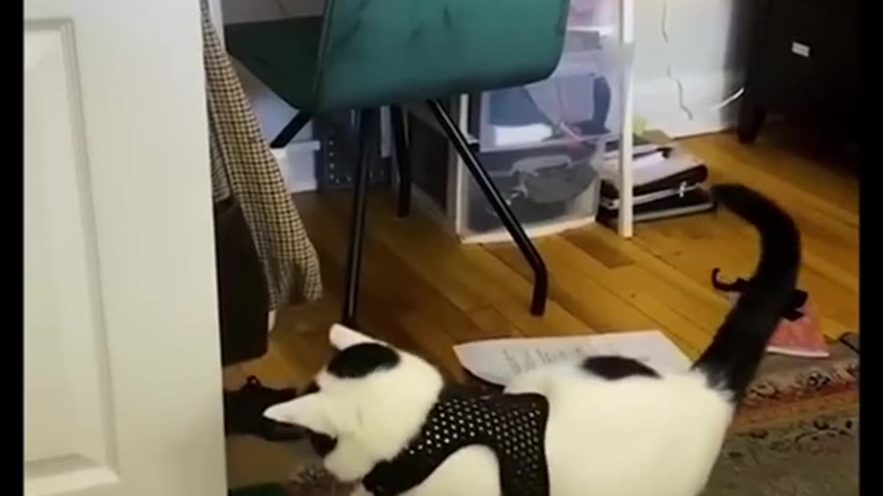 Funny animal videos