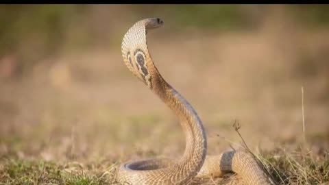 dangerous poisonous snake -- खतरनाक जहरीले नाग