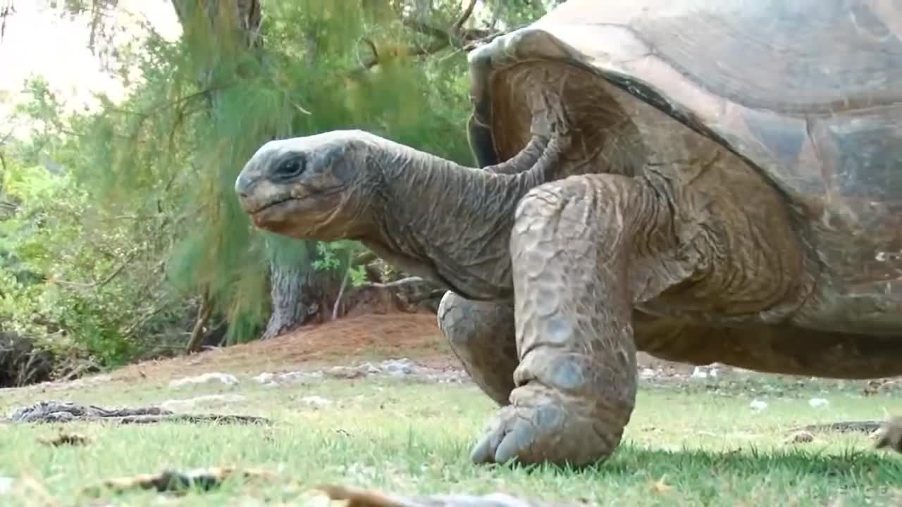 5 world's largest tortoise