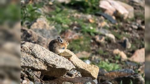 Volunteers are on the hunt for one of Colorado’s most adorable animal