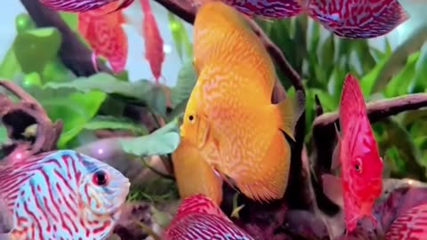 Discus Care Guide in Under A Minute