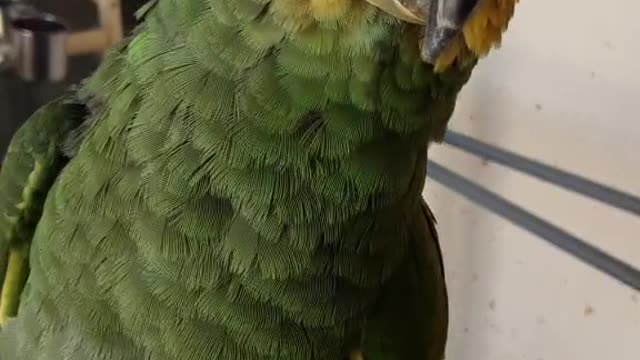 Cuckoo's play time with me.