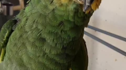 Cuckoo's play time with me.