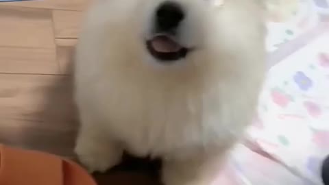 Cute puppy howls and grows