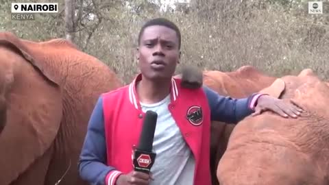 Baby elephant interrupts reporter's piece to camera