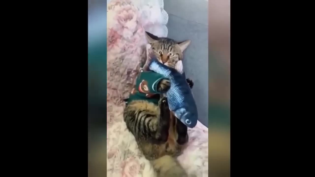 A FUNNY CATS ACTIVITY