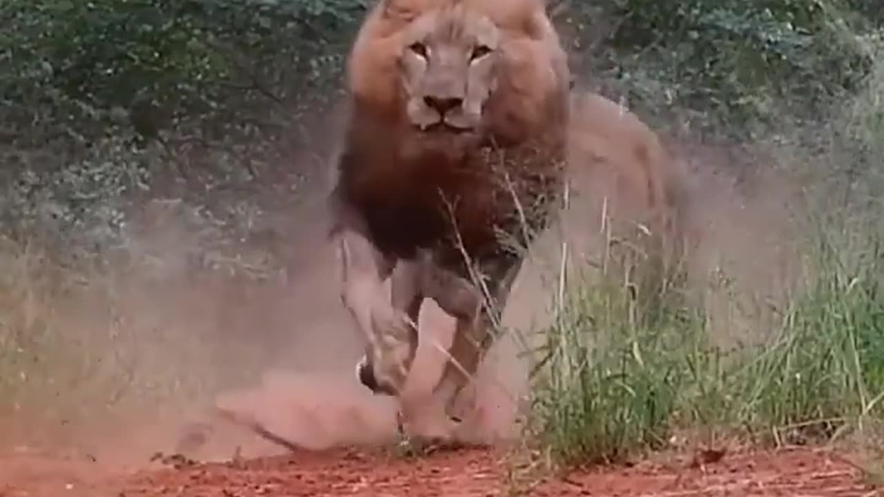 angry-lions-shorts-lion-shortvideo-viralvideo-trending