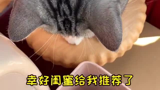 Moving Story of Cute Pet