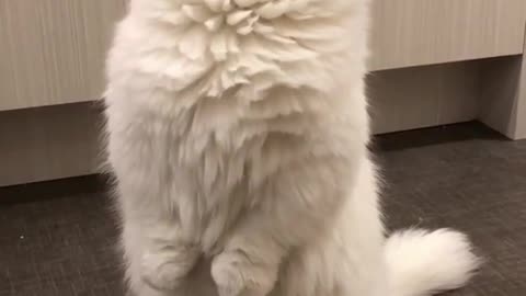 A cat standing up