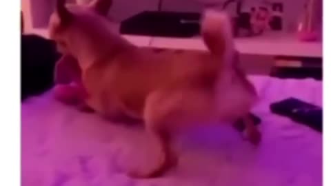 Random dog booty dance