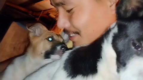 Funny dog dance puppy vedo