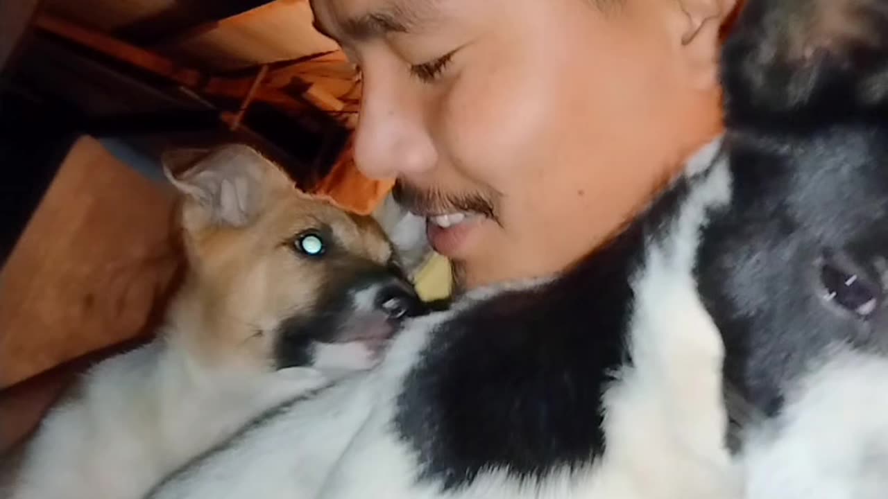 Funny dog dance puppy vedo