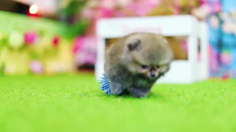 Mini puppy Small puppy Pomeranian