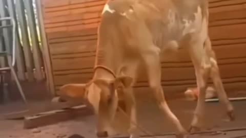 1% Attack, 99% Damage! 😜😂 When A Cat Meets A Cow 😂