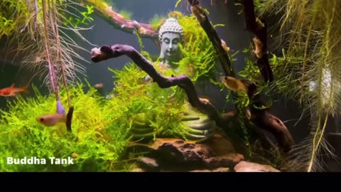 Buddha Tank