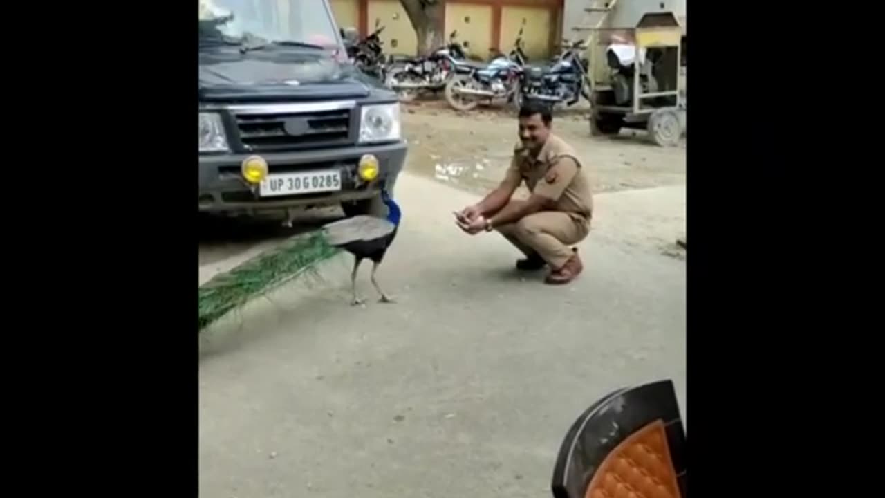 Friendship between peacock and police station video is getting viral