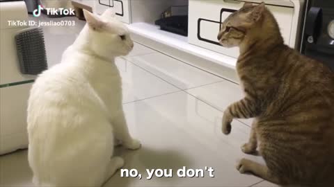 Cats talking Funny cats Talking