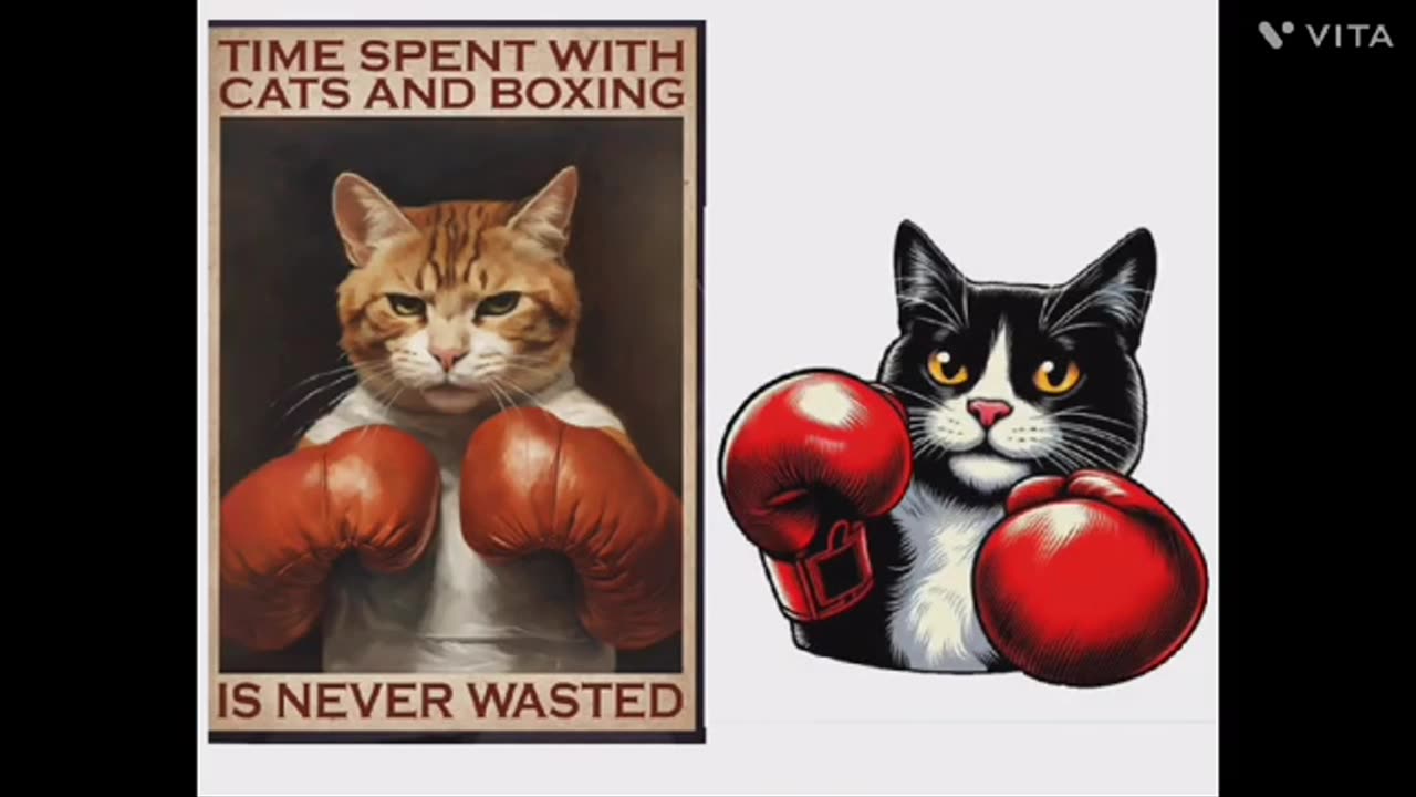 Cats Fight