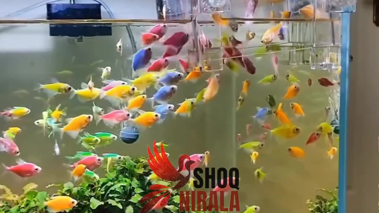 Amazing Colorful tetra fish💎❤