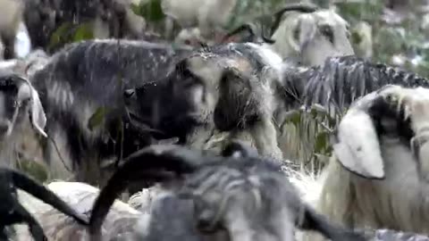 Goats of Hilly area enjoy in snow falling