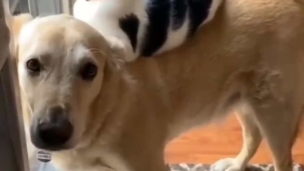 CATS vs DOGS 🐱🐶 New Funniest Animals Videos 2023 😂