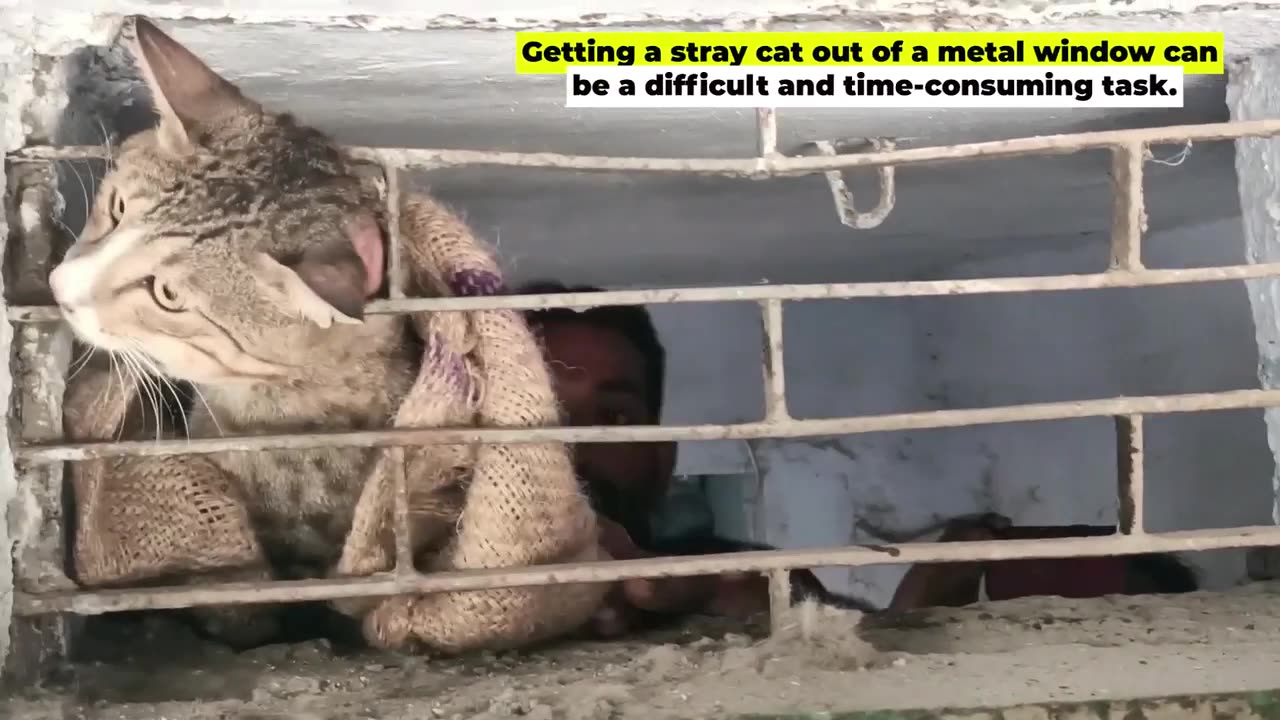 The Cat head stuck in Metal Window