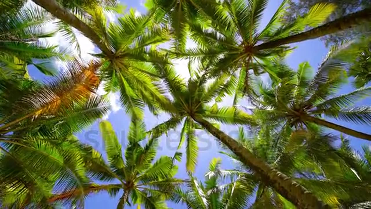 Beautiful video