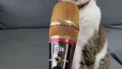 Vocal cat