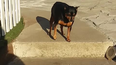 A dog Playing with owner🐶🐶🐶🐾